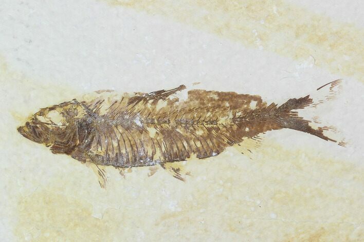 Detailed Fossil Fish (Knightia) - Wyoming #99407